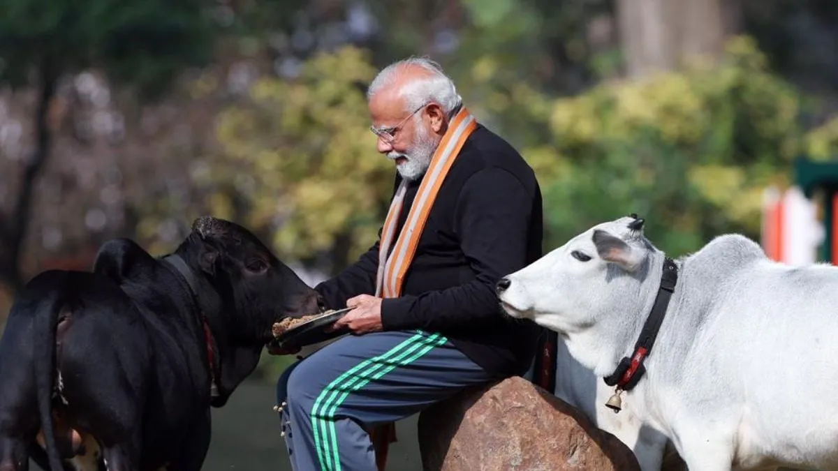 PM Modi Feeds Punganur Cows On Makar Sankranti, Here's Why You Should Adopt This ‘Golden' Breed Makar
